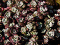 Sedum sphatulifolium IMG_3688 Rozchodnik łopatkowaty